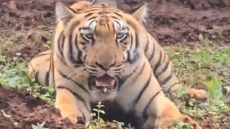 50 Humans Killed, 45 Tigers Dead: Madhya Pradesh Faces Growing Wildlife Conflict