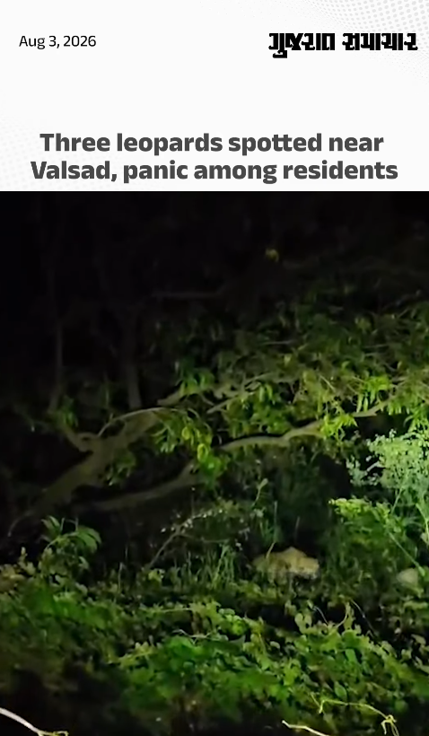 Three leopards spotted near  Valsad, panic among residents