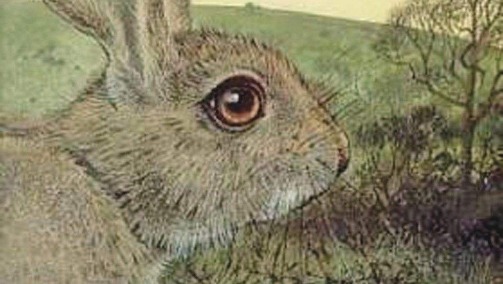 A Rabbit Adventure Bigger : Than You Can Imagine