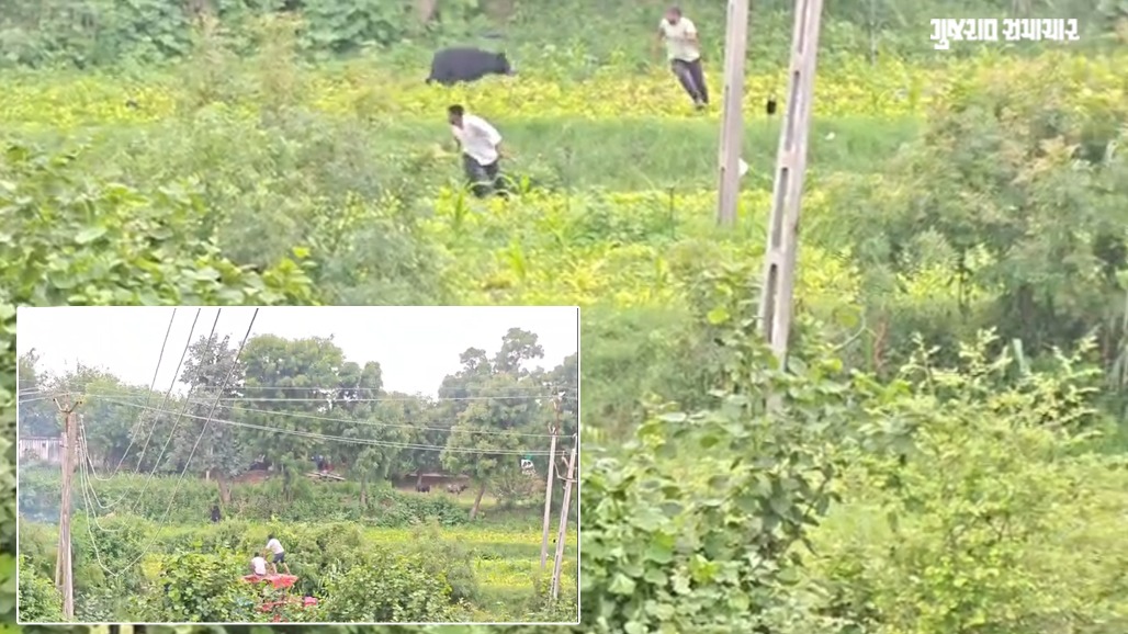 VIDEO: પાલનપુરના હસનપુરમાં રીંછના હુમલાથી ગામમાં અફરાતફરી, વૃદ્ધા સહિત 5 પર આક્રમક એટેક