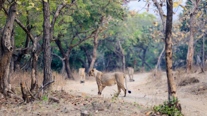 Forest Department Circular Allegedly Seeks To Regularise Illegal Hotel Constructions In Gir, Sparks Row