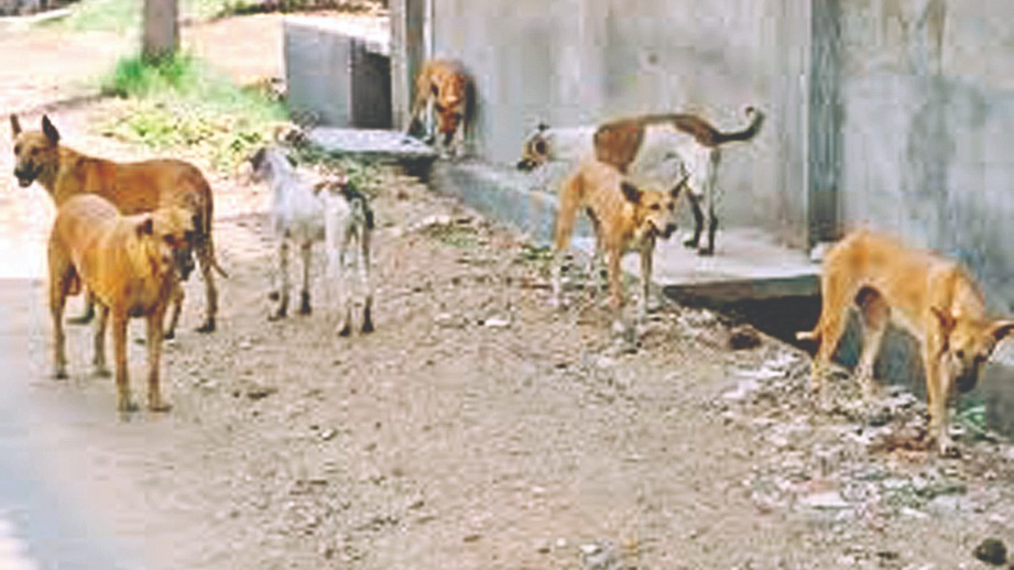 જલારામનગરમાં રખડતા શ્વાને સ્થાનિકોને બચકાં ભરતા દહેશત