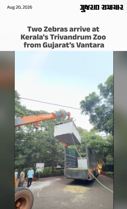 Two Zebras arrive at Kerala's Trivandrum Zoo from Gujarat’s Vantara