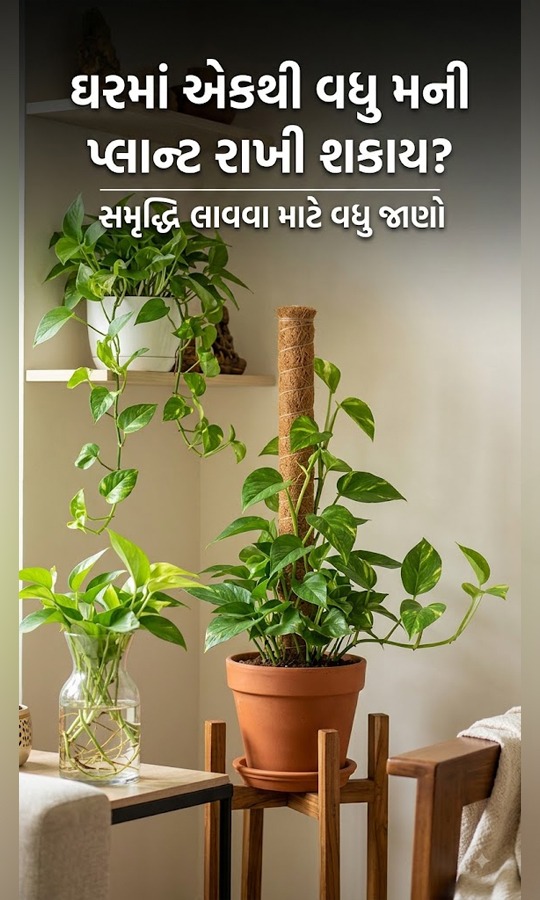 ઘરમાં એકથી વધુ મની પ્લાન્ટ રાખી શકાય?