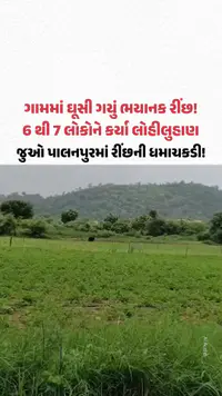 ગામમાં ઘૂસી ગયું ભયાનક રીંછ! 6 થી 7 લોકોને કર્યા લોહીલુહાણ, જુઓ પાલનપુરમાં રીંછની ધમાચકડી! ગામમાં ઘૂસી ગયું ભયાનક રીંછ! 6 થી 7 લોકોને કર્યા લોહીલુહાણ, જુઓ પાલનપુરમાં રીંછની ધમાચકડી!
