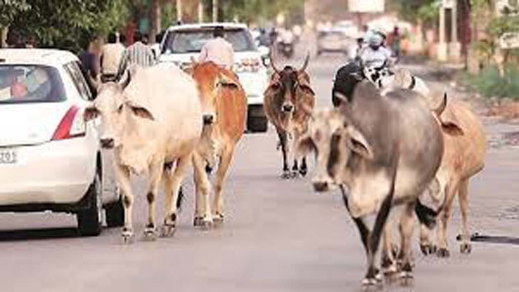 ભાવનગર-સોમનાથ હાઈવે પર રેઢિયાળ ઢોરનો ત્રાસ