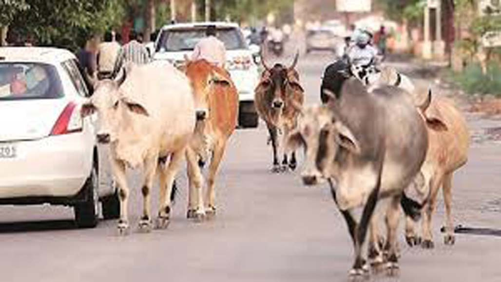 ભાવનગર-સોમનાથ હાઈવે ઉપર રેઢિયાર ઢોરનો ત્રાસ અહસ્ય બન્યો