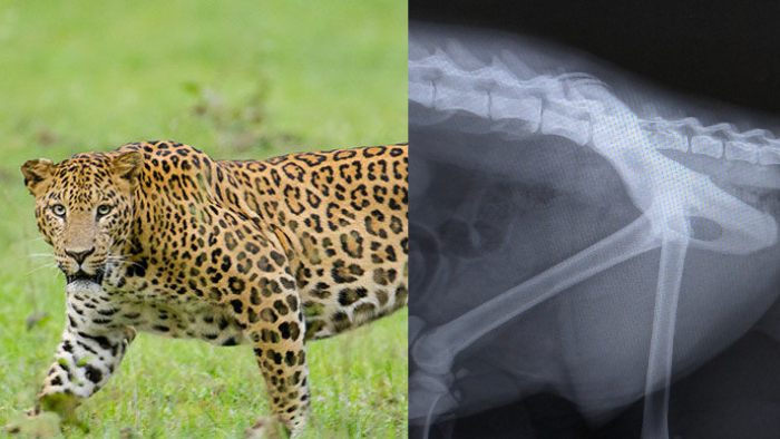 GEER Foundation Veterinary Team Restores Mobility to Paralysed Leopard