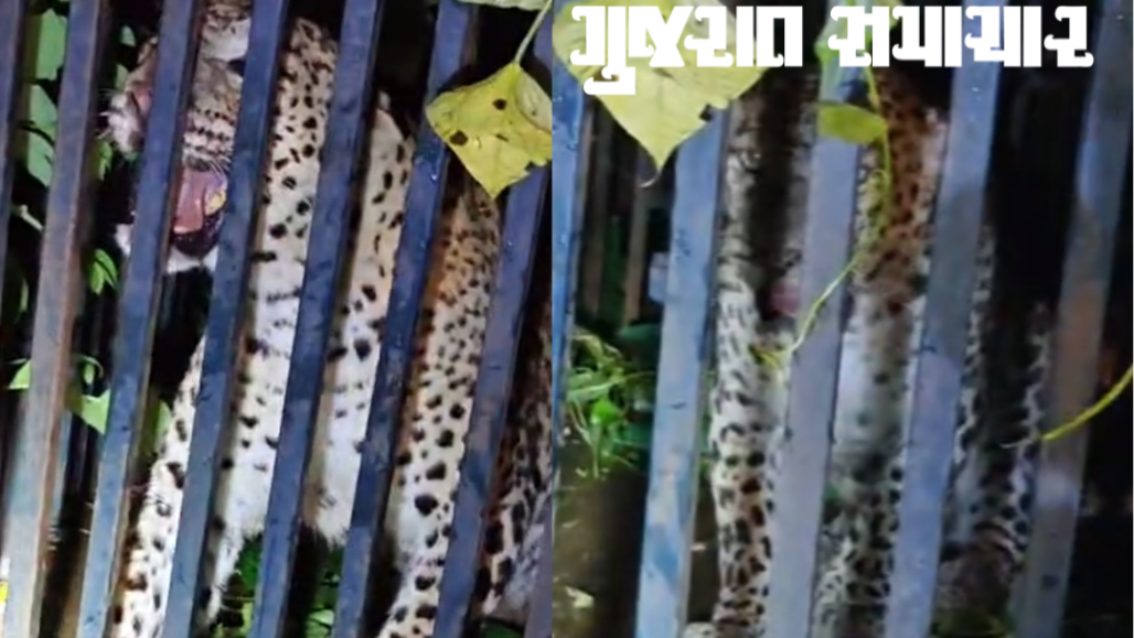 Leopard Caged in Vapi’s Salvav After Sightings Spark Fear Among Residents