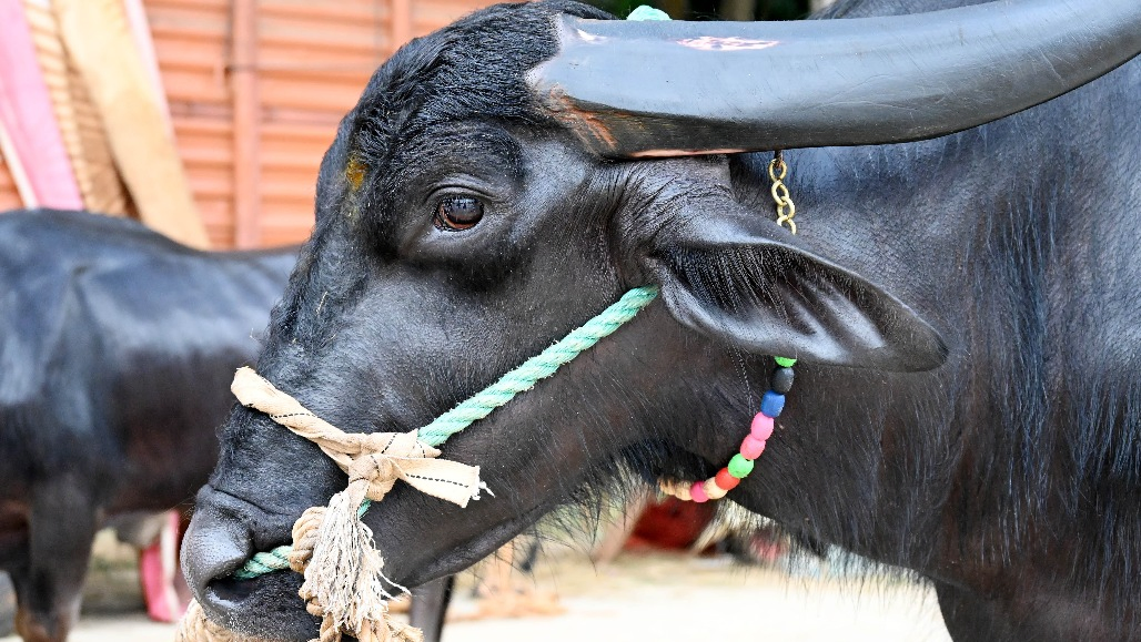Five Buffaloes Rescued, Pickup Seized After Driver Flees Danilimda Police Chase in Ahmedabad