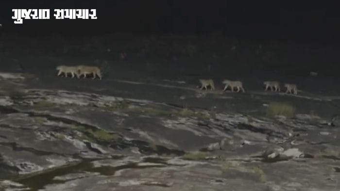 અમરેલીના ખોડિયાર ડેમ પર 9 સિંહોની શાહી લટાર
