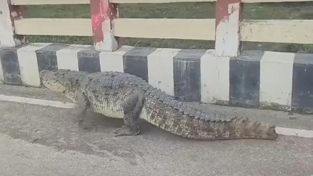 Crocodile Walks on Vadodara Bridge, Rescue Team Safely Returns It to the River