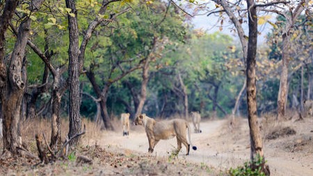 Gujarat Forest Department Registers 75 Offences In Gir East, Fines Cross ₹13 Lakh