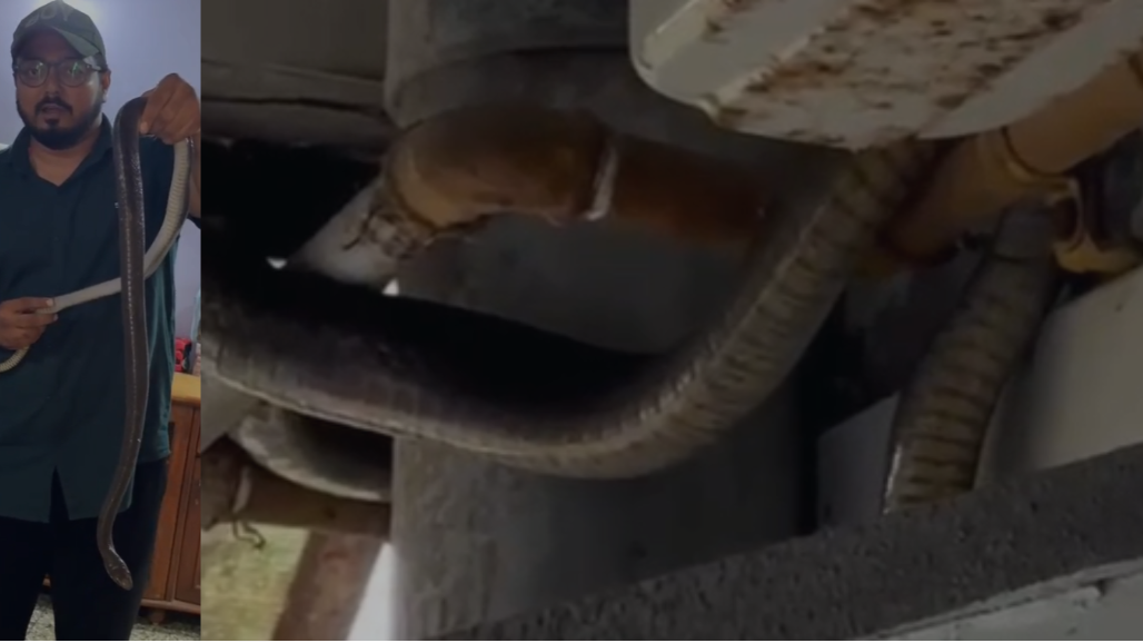Six-Foot Rat Snake Slithers Up Drainage Pipe into Second-Floor Flat in Ahmedabad's Vejalpur