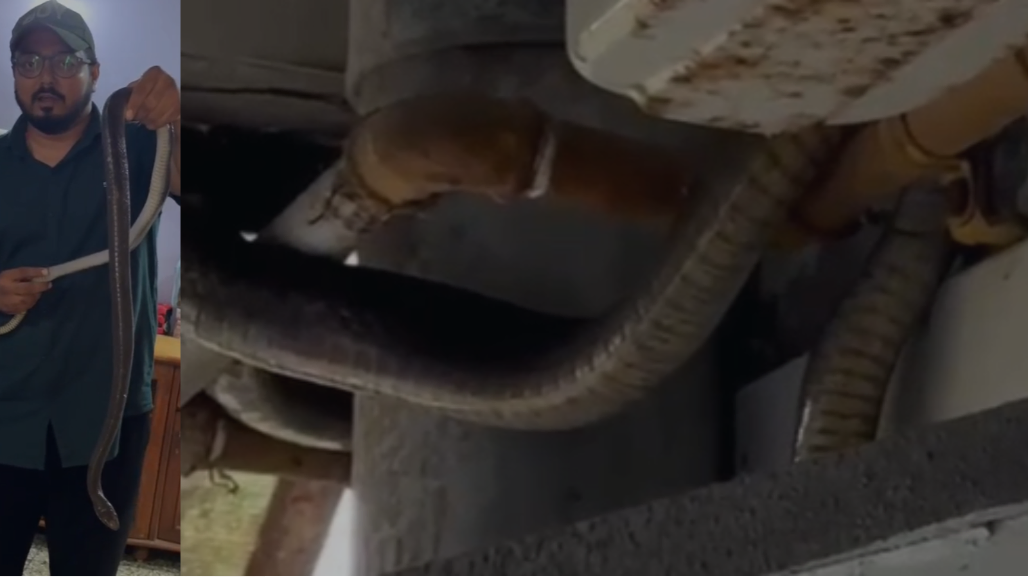 Six-Foot Rat Snake Slithers Up Drainage Pipe into Second-Floor Flat in Ahmedabad's Vejalpur