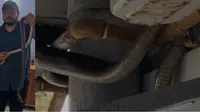 Six-Foot Rat Snake Slithers Up Drainage Pipe into Second-Floor Flat in Ahmedabad's Vejalpur Six-Foot Rat Snake Slithers Up Drainage Pipe into Second-Floor Flat in Ahmedabad's Vejalpur