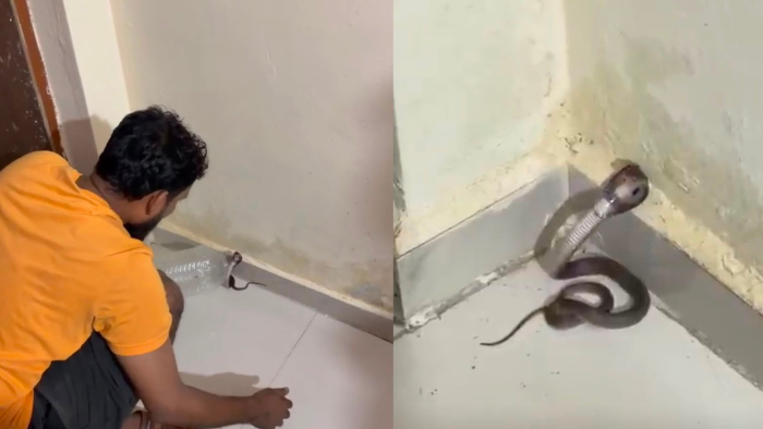 Post-Flood Snake Sightings Rise In Surat As Cobra Enters Dindoli Home