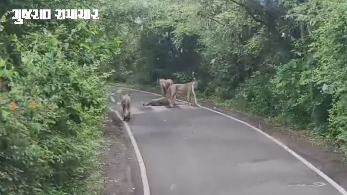 VIDEO: 'કોઈ હાથ બહાર ન કાઢતા...', સાવજોના કારણે રોકવી પડી ST બસ! જુઓ અદ્ભૂત દૃશ્યો