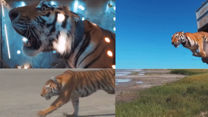 Named After 'Hope', Wild Tiger Reintroduced in Kazakhstan After 70 Years In Conservation Initiative