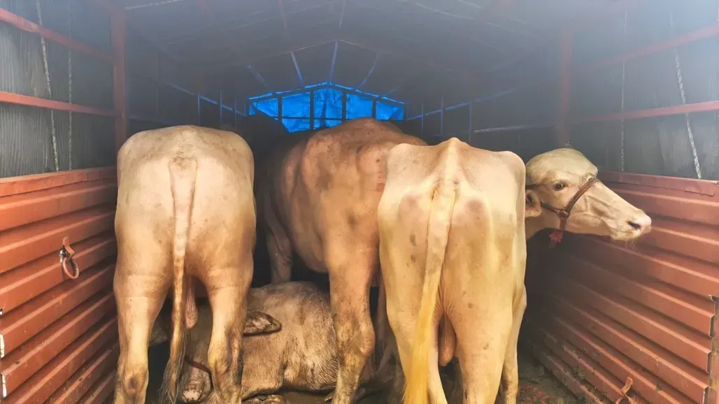 11 Cattle Rescued near Bagwada Toll Plaza; Driver Arrested in Interstate Trafficking Crackdown 1