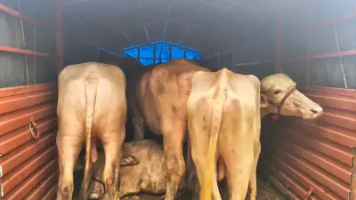 11 Cattle Rescued near Bagwada Toll Plaza; Driver Arrested in Interstate Trafficking Crackdown 1 11 Cattle Rescued near Bagwada Toll Plaza; Driver Arrested in Interstate Trafficking Crackdown 1