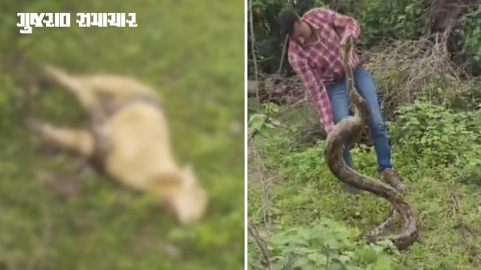 અમરેલીમાં સિંહ અને દીપડા બાદ અજગરનો આતંક: બગસરામાં ઘેટાને શિકાર બનાવનાર રાક્ષસી અજગરને મહા મહેનતે ઝડપી લેવાયો