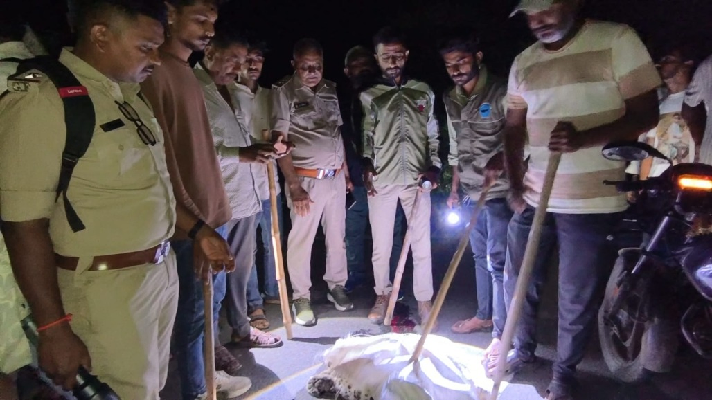 Leopard Killed After Being Hit By Vehicle On Kodinar-Sutrapada Highway In Gujarat