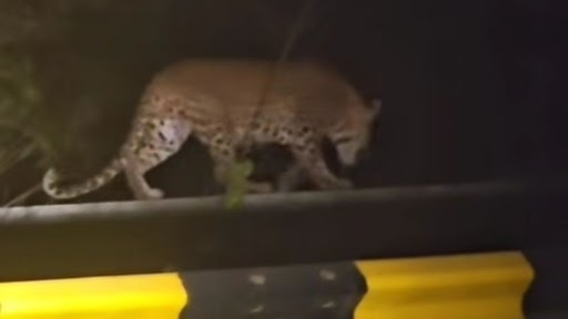 Leopard Sighting Triggers Panic Among Villagers in Vadodara