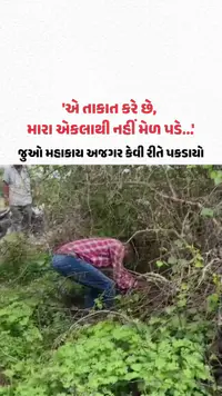 અમરેલીના બગસરામાં ઘેટાને શિકાર બનાવનાર રાક્ષસી અજગરને મહા મહેનતે ઝડપી લેવાયો અમરેલીના બગસરામાં ઘેટાને શિકાર બનાવનાર રાક્ષસી અજગરને મહા મહેનતે ઝડપી લેવાયો