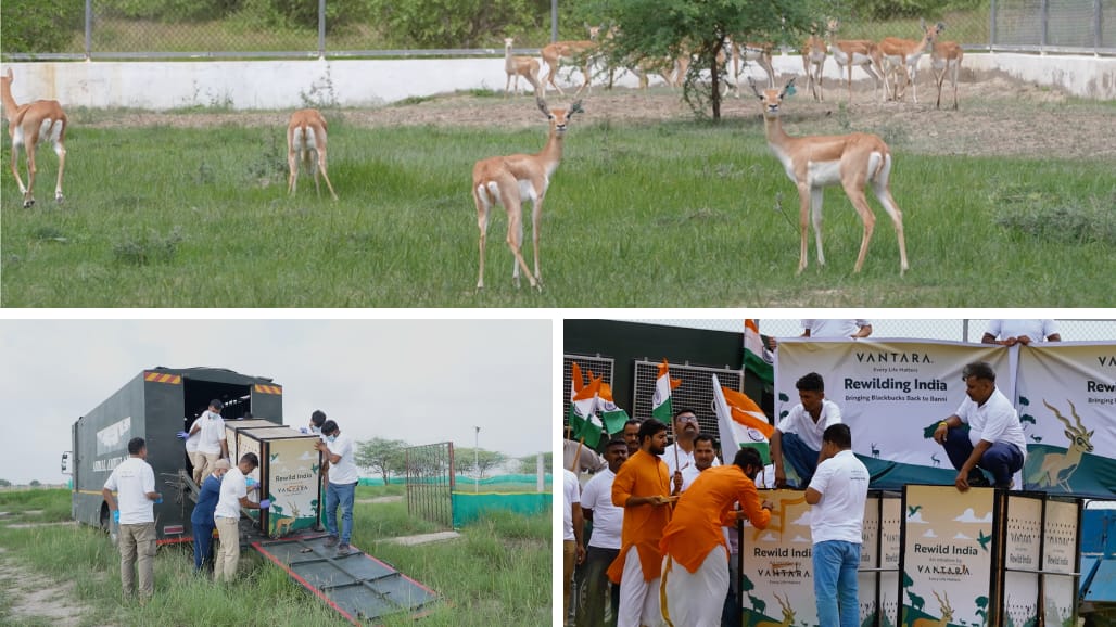 કચ્છના બન્નીના ઘાસિયા મેદાનમાં 20 કાળિયાર મુક્ત કરાયા