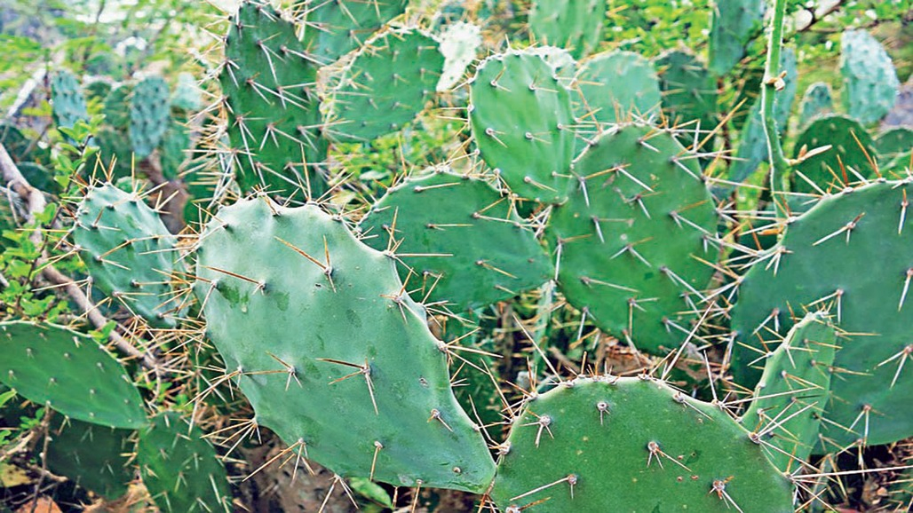 Desert Plant: Cactus