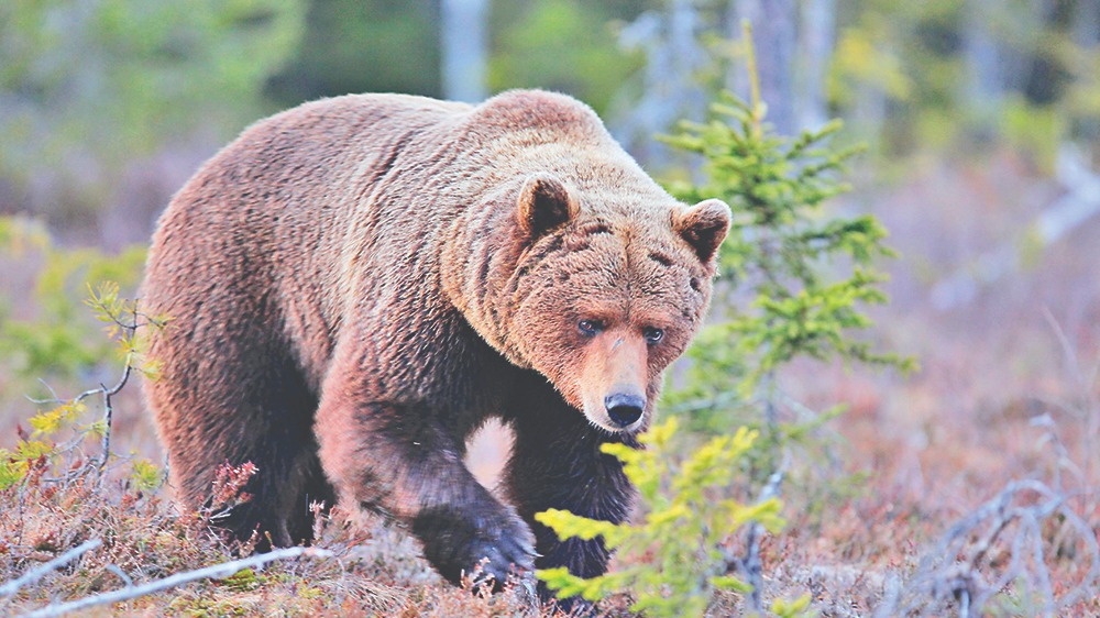 The Largest Carnivore: Brown Bear
