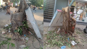 1,700 Trees For 1,690 Chopped Down: High Court Grants Unique Bail Condition To Suspended Gujarat Forest Guards