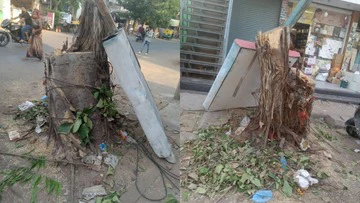 1,700 Trees For 1,690 Chopped Down: High Court Grants Unique Bail Condition To Suspended Gujarat Forest Guards