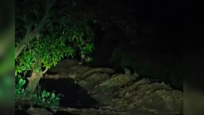Leopard Alert in Valsad: Four Big Cats Sighted Near Village, Trapping Operation Underway