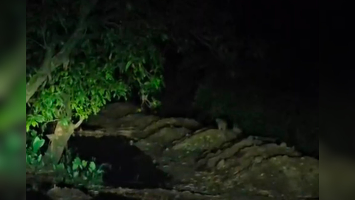 Leopard Alert in Valsad: Four Big Cats Sighted Near Village, Trapping Operation Underway