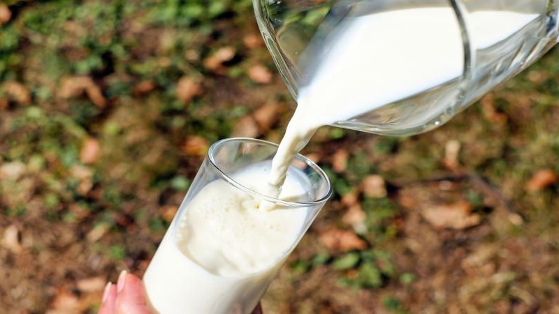 Fake Milk Racket Busted: 7,150 Litres Of Suspected Adulterated Milk Seized in Kalavad