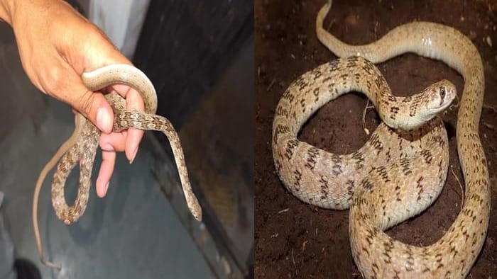 સુરતમાં વોશબેસિનમાંથી નીકળ્યો દુર્લભ Glossy-bellied Racer