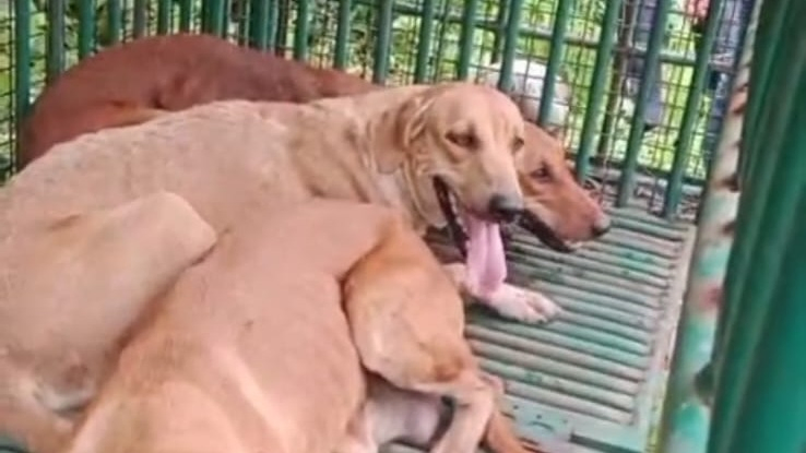 No Leopard, Just Woof! Three Dogs Caught In Leopard Trap In Valsad Forest Department Cage