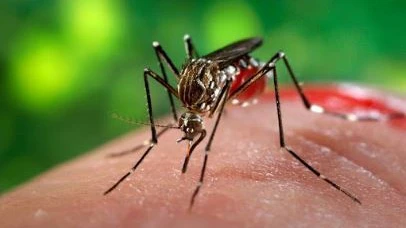 AMC Issues 14,759 Notices Over Mosquito Breeding, Collects ₹1.07 Crore in Charges