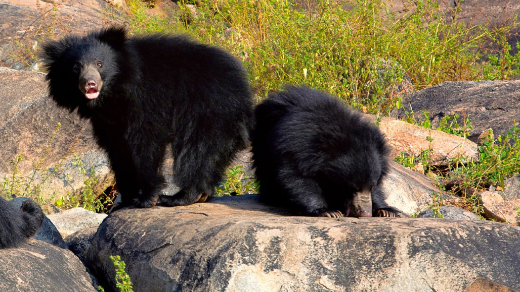 Bear Rampage Leaves 7 Injured in Gujarat's Banaskantha: Forest Department Launches Operation to Trap Animal