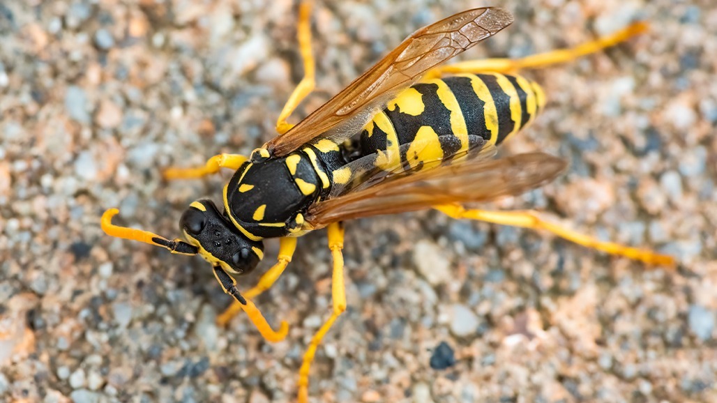 Wild wasp.jpg