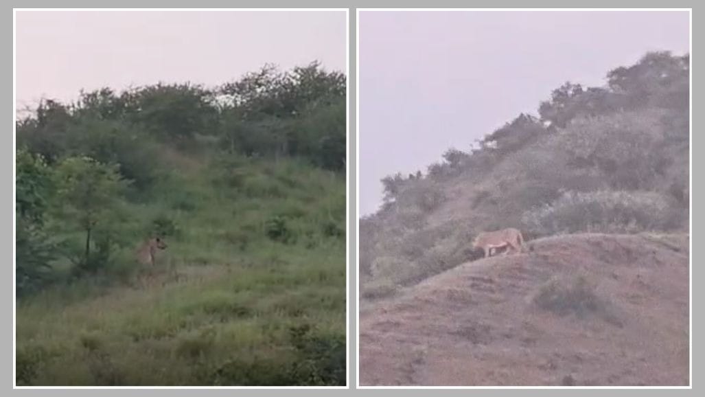 અમરેલીના ખાંભા ડુંગર પર દેખાઈ સિંહ બેલડી