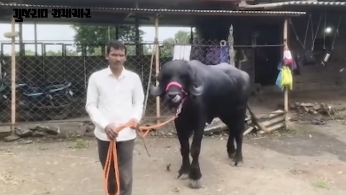 VIDEO| સુરેન્દ્રનગર: તરણેતરના મેળામાં ભાવનગરની 'ભીલી' ભેંસનો ડંકો, મેળામાં જીતી 50,000 રૂપિયા! ₹10 લાખમાં વેચવાનો માલિકનો ઈનકાર