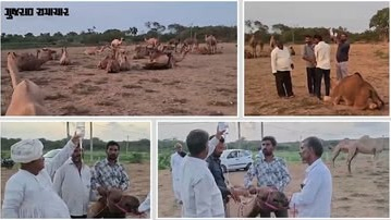 18 Camels Die in Kutch After Eating Poisonous Lantana Plant