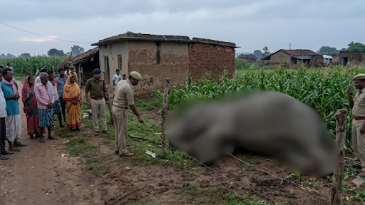 Wild Elephant Electrocuted In Jharkhand’s Latehar After Touching Live Fence