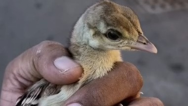 Four Peachicks Rescued After Being Separated From Mother In Ahmedabad's Asarwa