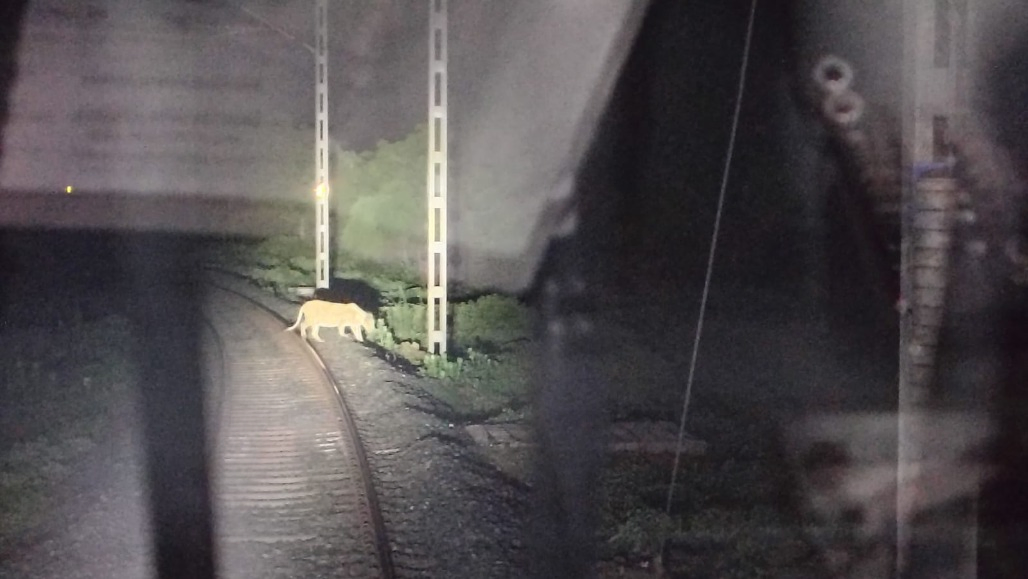 Loco Pilots Slam Emergency Brakes in Bhavnagar to Save Asiatic Lion on Railway Track