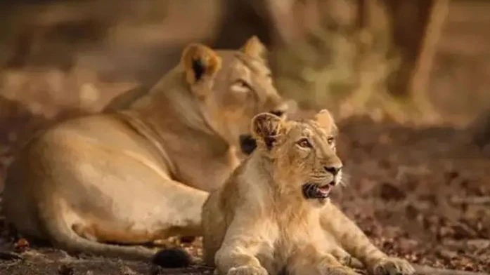 353 Lions Saved From Train Accidents in 2.5 Years Across Gujarat