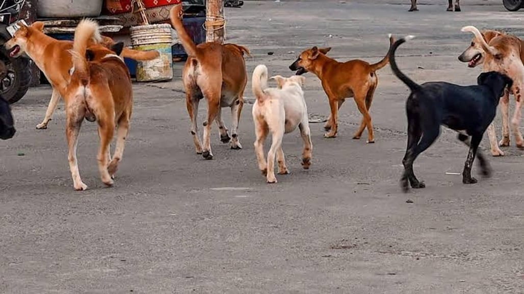વાડી-પાણીગેટ વિસ્તારમાં રખડતા શ્વાનોનો ત્રાસ વધ્યો, તંત્રની નિષ્ક્રિયતા સામે લોકોમાં રોષ